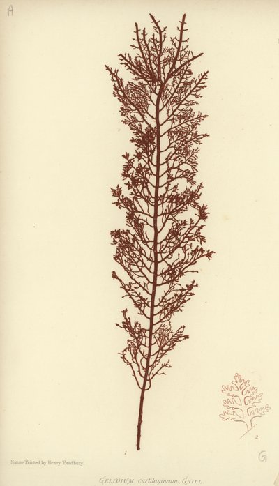 British Sea-Weed (naturtrykt) af English School